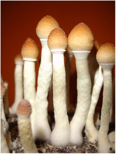 Cluster of Psilocybe cubensis mushrooms with golden-brown caps and white stems, growing on a dark substrate against an orange background.