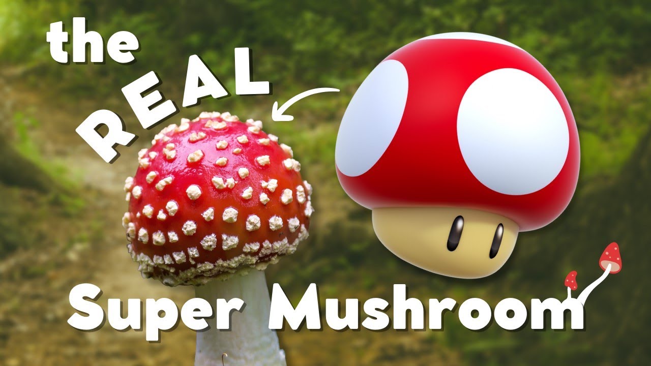 A side-by-side comparison of the iconic Amanita Muscaria mushroom and the Super Mushroom from Mario Brothers, showcasing their resemblance with vibrant red caps and white spots.