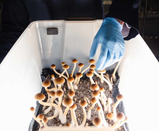 Magic Mushroom Spores - Image 3