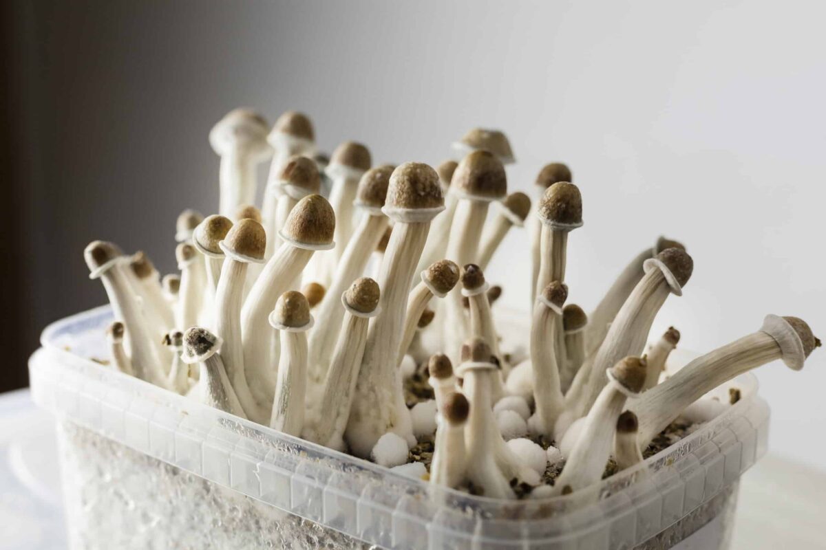 A close-up of Psilocybe cubensis magic mushrooms growing in a plastic container, showcasing their white stems and brown caps in a home cultivation setup.