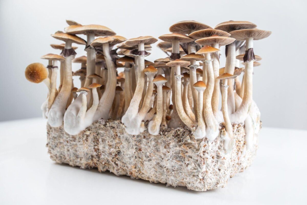 A dense cluster of Psilocybe cubensis magic mushrooms growing from a fully colonized substrate block in a controlled indoor environment.