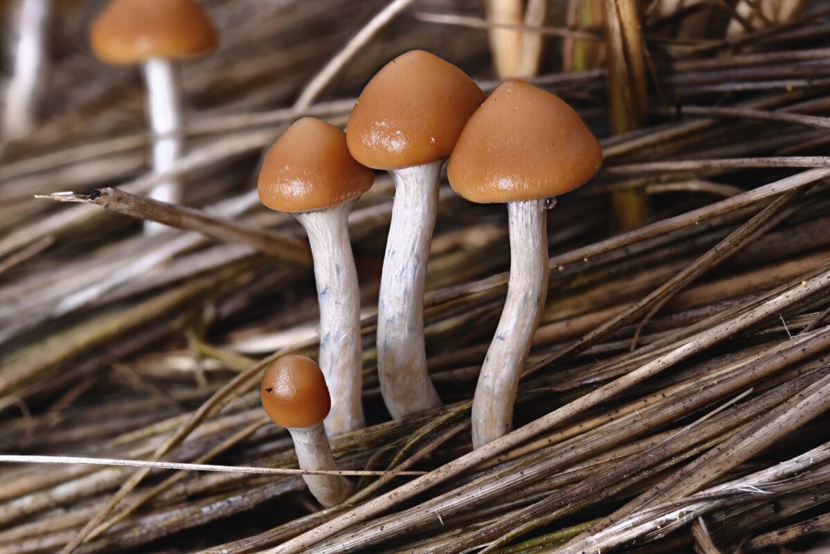 A close-up of Psilocybe azurescens mushrooms growing in their natural habitat among dried grass and organic debris.